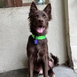 BamBam, Mixed Breed (Medium), puppy, available for adoption
