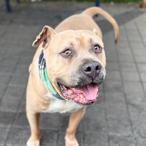 Blue, Bulldog, American, senior, available for adoption