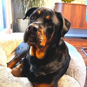 Bo, Rottweiler, adult, available for adoption