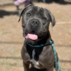 Adam, Mastiff, young, available for adoption