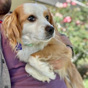 A dog with long, floppy ears and a white and brown coat is being held by a person in a purple shirt. The dog has a green collar and is looking to the side. The background is blurred with some pink flowers visible.