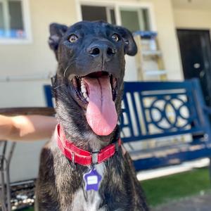 Brody, Mixed Breed (Large), young, available for adoption