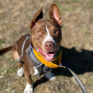 Brookie, Mixed Breed (Medium), young, available for adoption