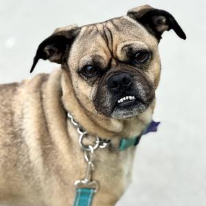 Bowser, Pug, adult, available for adoption