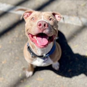 Bundles, Mixed Breed (Large), young, available for adoption