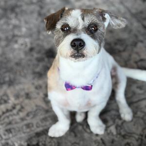 A small dog with a white and brown coat, wearing a purple bow tie, sitting on a textured surface.