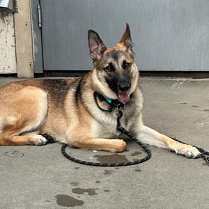 Buttercup, Shepherd, German, young, available for adoption