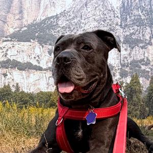 Bleu, Mixed Breed (Large), adult, available for adoption