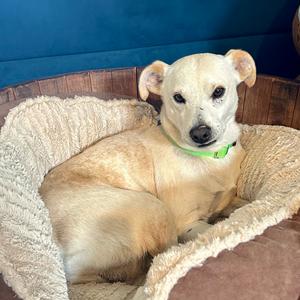 Bear, Mixed Breed (Small), young, available for adoption