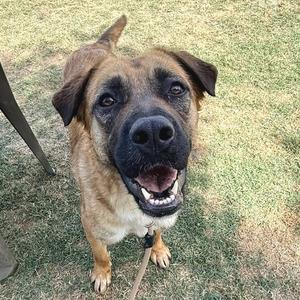 A brown and black dog with floppy ears is sitting on a grassy field, looking up with its mouth open and tongue out.
