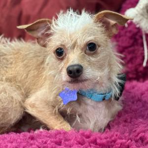 Almond, Terrier, young, available for adoption