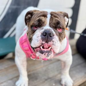 Bernie, Bulldog, English, adult, available for adoption