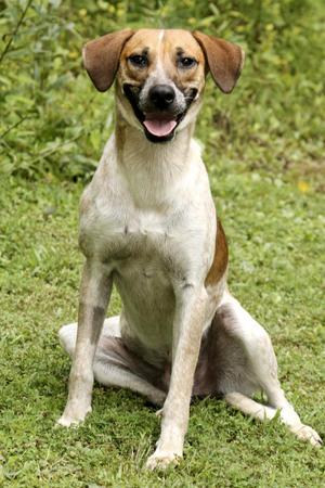 Church, Mountain Cur / Coonhound, young, available for adoption