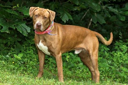 Kane, Pit Bull Terrier, adult, available for adoption