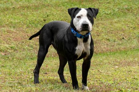 Thor, American Staffordshire Terrier, adult, available for adoption