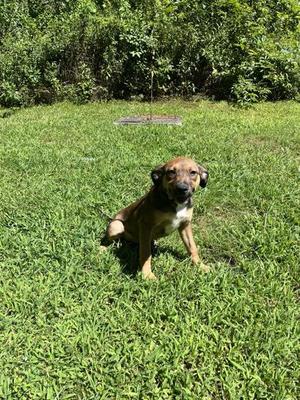 Sue, Terrier / Shepherd, young, available for adoption