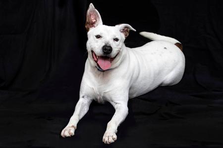 A white dog laying down on a black background.