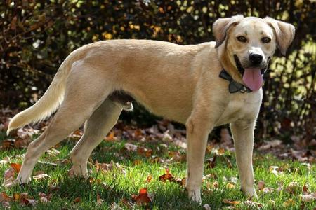 Ty-Ty, Labrador Retriever, adult, available for adoption