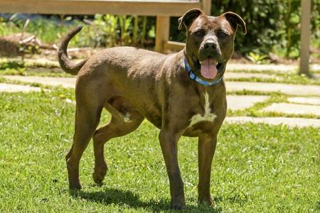 Johnny, Pit Bull Terrier, adult, available for adoption