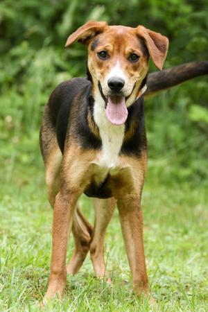 Penny, Mountain Cur, young, available for adoption