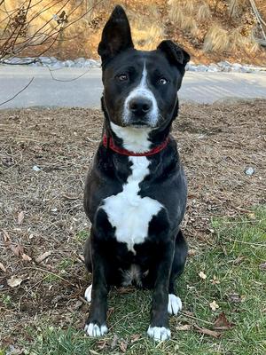 Holly, Black Labrador Retriever / Shepherd, adult, available for adoption