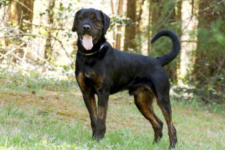 Luke, Rottweiler, young, available for adoption