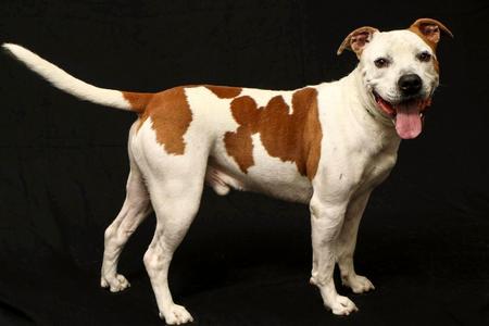 Challenger, Pit Bull Terrier, adult, available for adoption