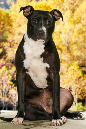 Charlie, Pit Bull Terrier / Boston Terrier, young, available for adoption