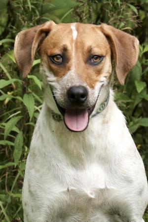 Creek, Mountain Cur / Coonhound, young, available for adoption