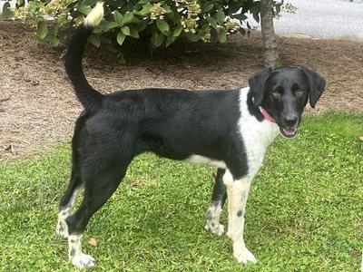 Keowee, Border Collie, young, available for adoption
