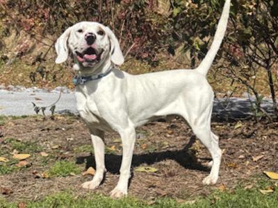 Copper, Coonhound, adult, available for adoption