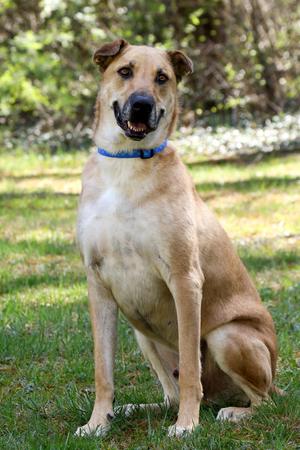 Yoda, Great Dane, adult, available for adoption