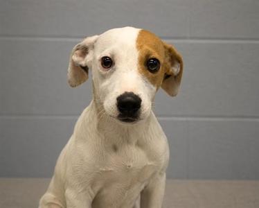 MAXI, Labrador Retriever / Treeing Walker Coonhound, puppy, available for adoption