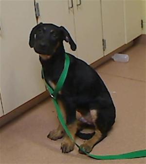BIRDIE, Black and Tan Coonhound / Mixed Breed, puppy, available for adoption