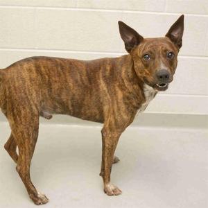 KOLBY, American Staffordshire Terrier / Mixed Breed, young, available for adoption