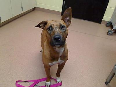 HILDE, Australian Cattle Dog / Blue Heeler / Pit Bull Terrier, young, available for adoption