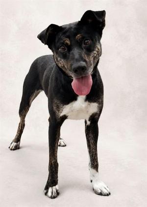 NEEDOH, Labrador Retriever, adult, available for adoption
