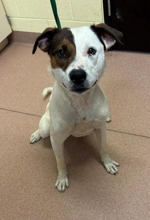 BURK, Pit Bull Terrier / Mixed Breed, young, available for adoption