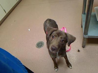 MAGGIE, Australian Shepherd / Mixed Breed, young, available for adoption