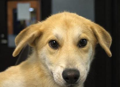 BELLA JO, Labrador Retriever / German Shepherd Dog, puppy, available for adoption