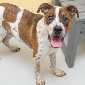 CLEATUS, American Staffordshire Terrier / Australian Cattle Dog / Blue Heeler, young, available for adoption
