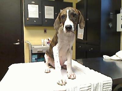 CUTIE PATOOTIE, Plott Hound / Hound, puppy, available for adoption
