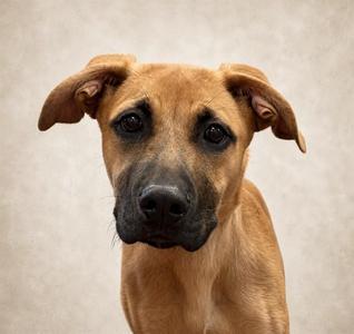 HAISLEY, German Shepherd Dog / Labrador Retriever, young, available for adoption