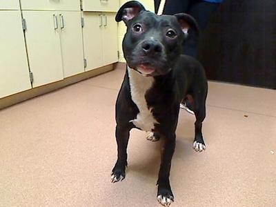 DEWAYNE, Pit Bull Terrier / Mixed Breed, young, available for adoption