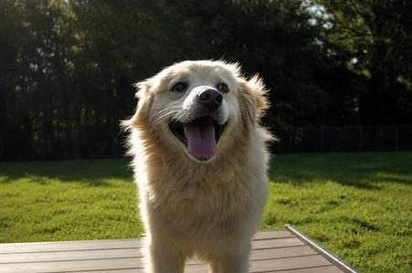 BLIZZARD, American Eskimo Dog / Labrador Retriever, adult, available for adoption