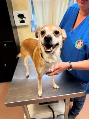 JOELLA, Chihuahua / Mixed Breed, adult, available for adoption