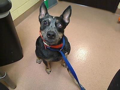 CASH, Australian Cattle Dog / Blue Heeler / Mixed Breed, adult, available for adoption