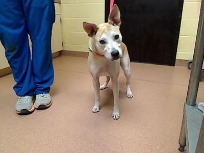 MCFLURRY, Carolina Dog / Mixed Breed, young, available for adoption