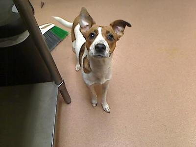 GRACIE, Parson Russell Terrier / Feist, young, available for adoption
