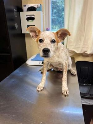 KIKI, Australian Shepherd / Pointer, puppy, available for adoption